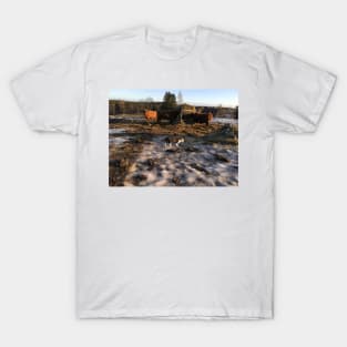 Scottish Highland Cattle Cows and Cat 2253 T-Shirt